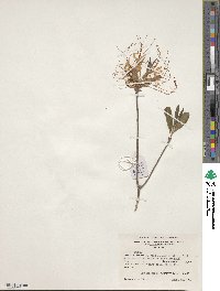 Rhododendron canescens image