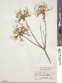 Rhododendron canescens image