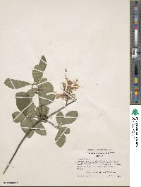 Rhododendron canescens image