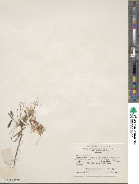 Rhododendron canescens image