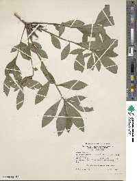Rhododendron canescens image