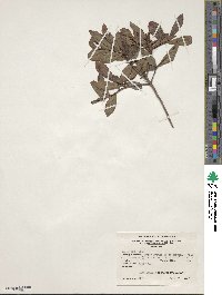 Rhododendron canescens image