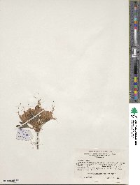 Rhododendron canescens image