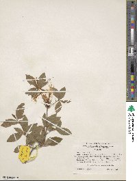 Rhododendron alabamense image