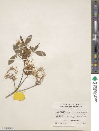 Rhododendron alabamense image