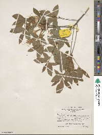 Rhododendron alabamense image