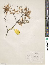 Rhododendron alabamense image