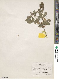 Rhododendron alabamense image