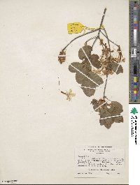 Rhododendron alabamense image