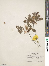 Rhododendron alabamense image