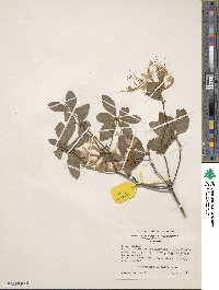 Rhododendron alabamense image