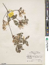 Rhododendron alabamense image