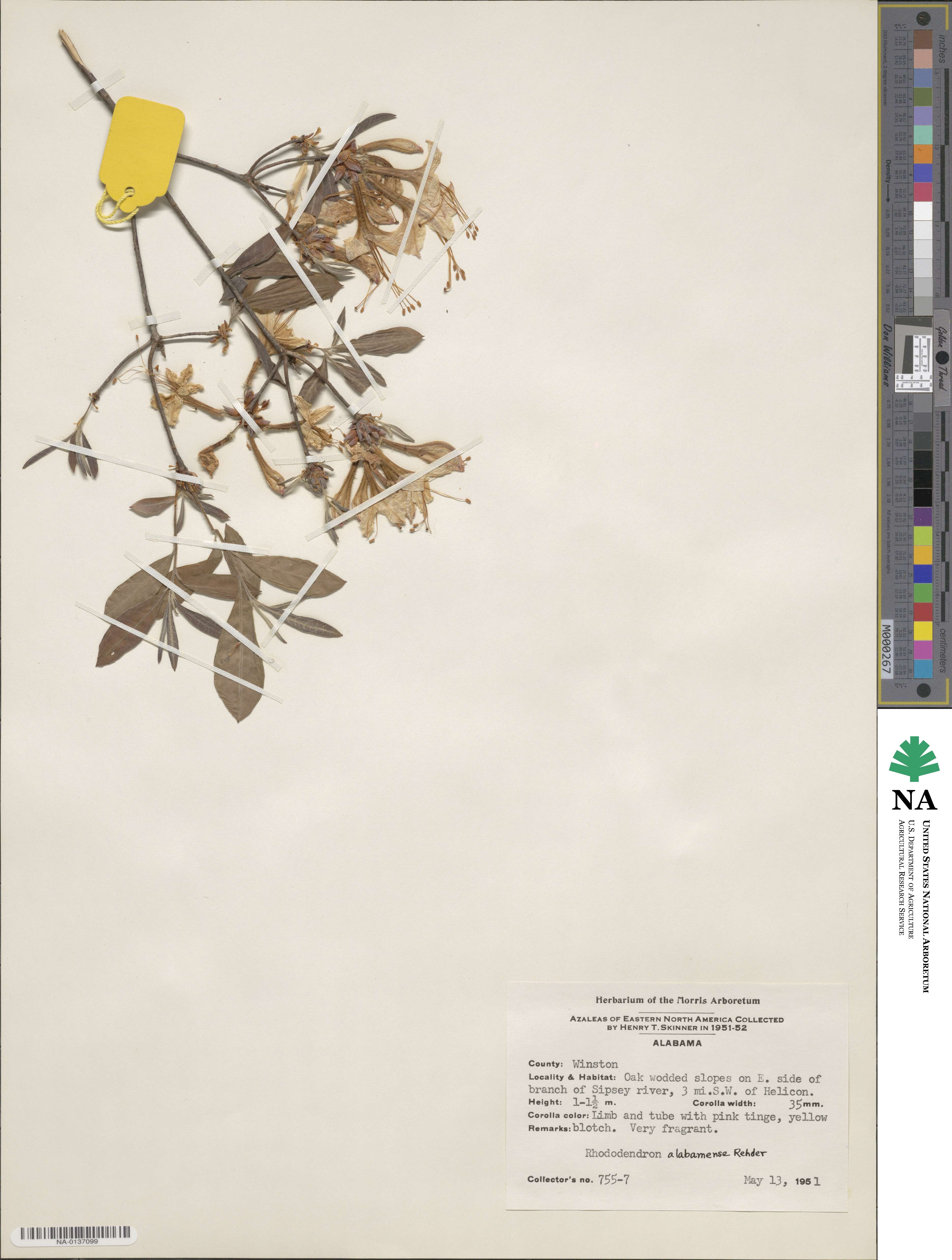 Rhododendron alabamense image
