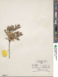Rhododendron alabamense image
