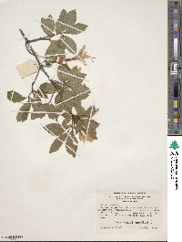 Rhododendron arborescens image