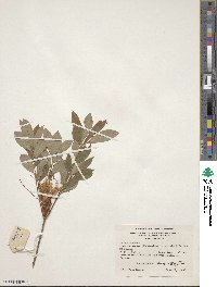 Rhododendron arborescens image