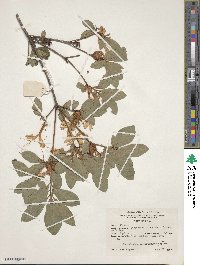 Rhododendron arborescens image