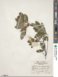 Rhododendron arborescens image