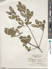 Rhododendron arborescens image