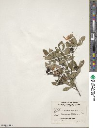 Rhododendron arborescens image