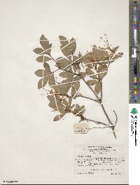 Rhododendron arborescens image