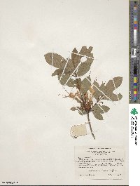 Rhododendron arborescens image