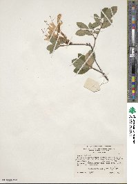 Rhododendron arborescens image