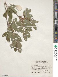 Rhododendron arborescens image