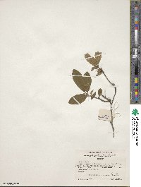 Rhododendron arborescens image