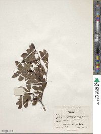 Rhododendron arborescens image