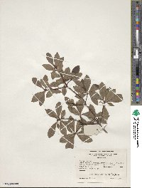 Rhododendron arborescens image