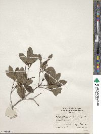 Rhododendron arborescens image