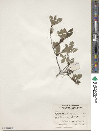 Rhododendron arborescens image