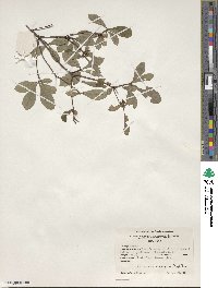 Rhododendron arborescens image