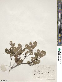 Rhododendron arborescens image