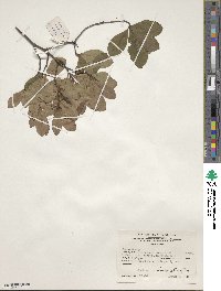 Rhododendron arborescens image