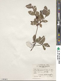 Rhododendron arborescens image