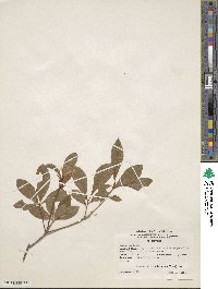 Rhododendron arborescens image