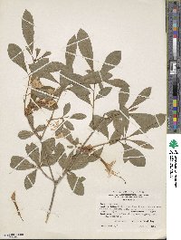 Rhododendron arborescens image