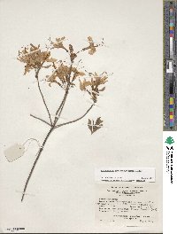 Rhododendron prinophyllum image