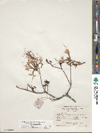 Rhododendron prinophyllum image