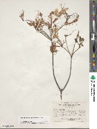 Rhododendron prinophyllum image