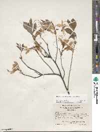 Rhododendron prinophyllum image