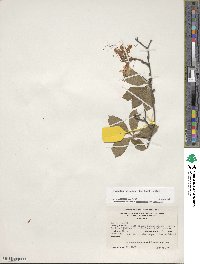 Rhododendron prinophyllum image