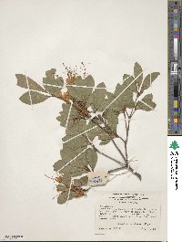 Rhododendron arborescens image