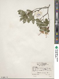 Rhododendron arborescens image