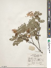 Rhododendron arborescens image