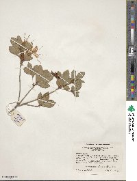 Rhododendron arborescens image