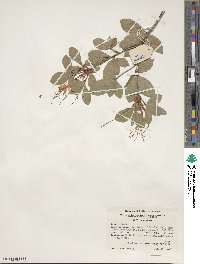 Rhododendron arborescens image