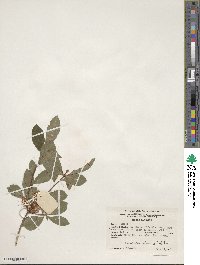 Rhododendron arborescens image